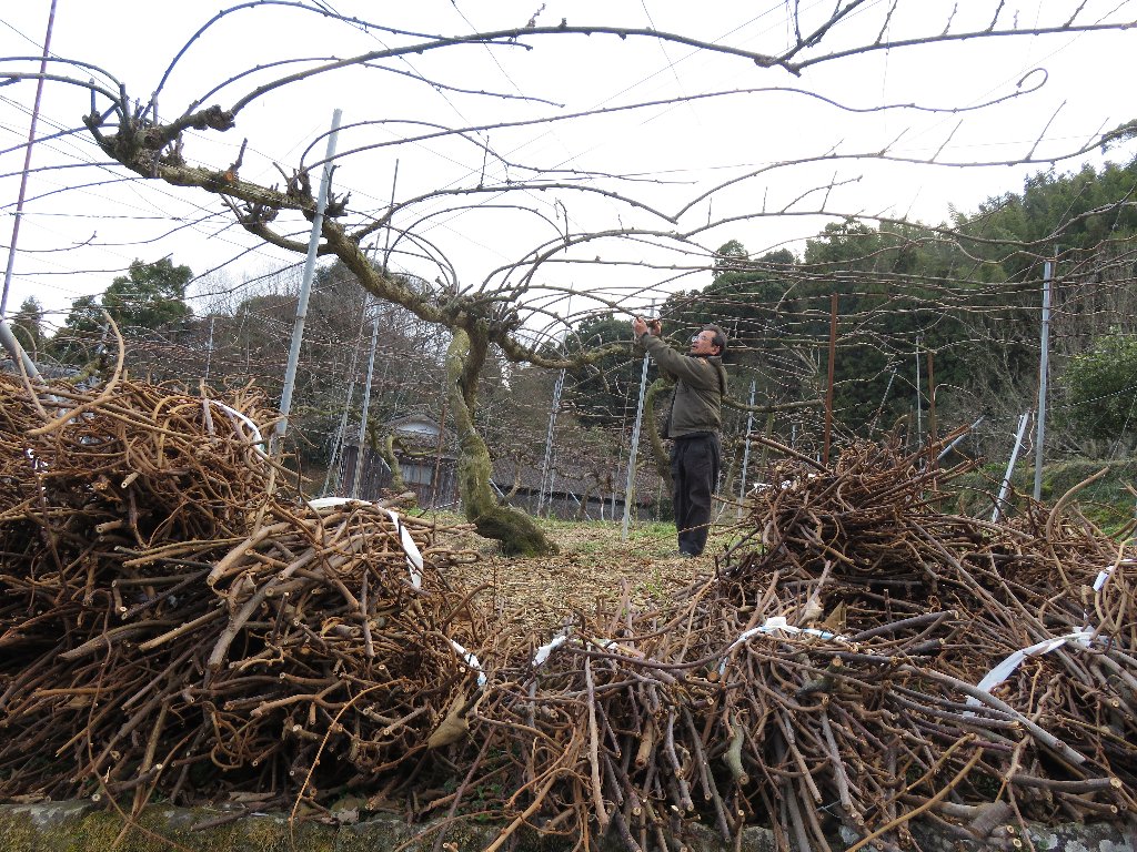 キウイ剪定作業
